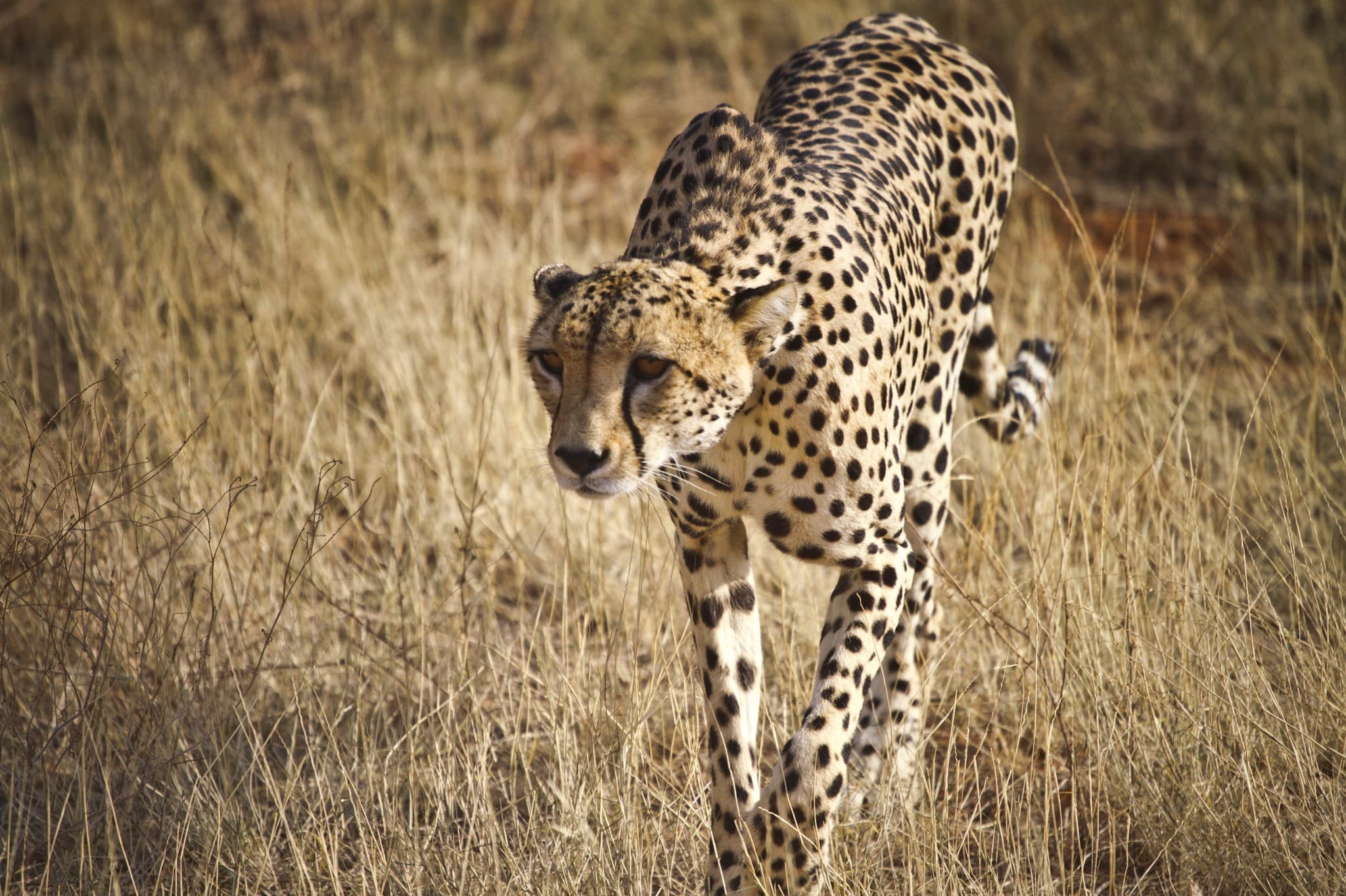 Cheetah hunting