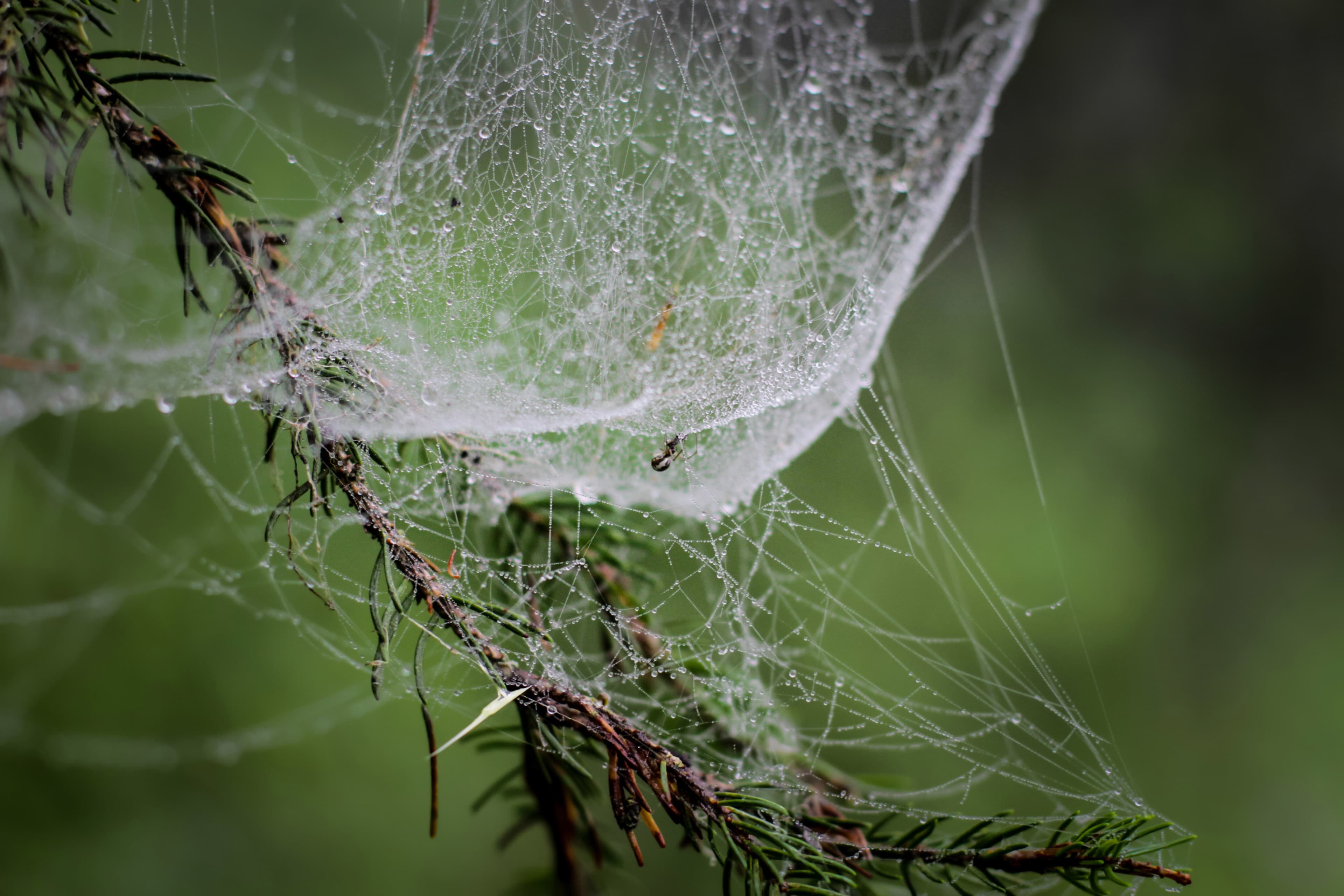 Spider